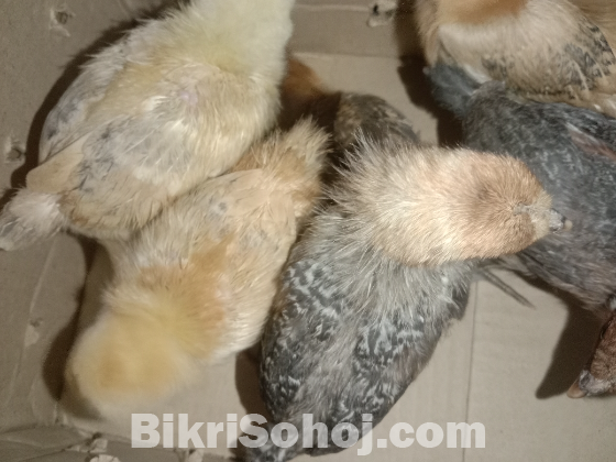 ২০ দিন বয়সী টাইগার মুরগির বাচ্চা